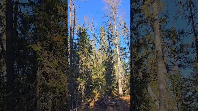 Отвод и таксация лесосек Пермский край. ИП ИЛЬИНЫХ