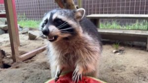 РЫСЬ НАПАЛА НА ТЕЛЕФОН / Бобкэт Руфус и свинья / Мейн-кун гоняется за кошкой / Еноты и арбуз