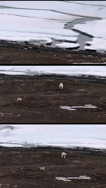 Собака отгоняет белого медведя от полярной станции на острове Хейса (Земля Франца-Иосифа).