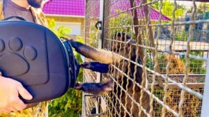 ОБАЛДЕТЬ! Вы посмотрите, как семья Румбы ХОЧЕТ ЗАБРАТЬ у нас Финика!)))