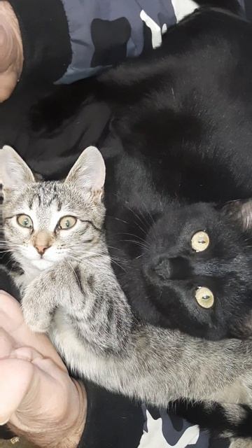 наши котейки смотреть онлайн
