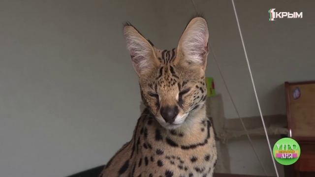 Супруги из Евпатории держат у себя экзотических животных смотреть онлайн