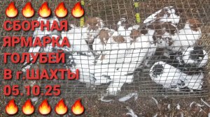🔥🔥🔥 Птичий рынок 06.10.25. Сборная ярмарка голубей в г.Шахты. Часть 3.