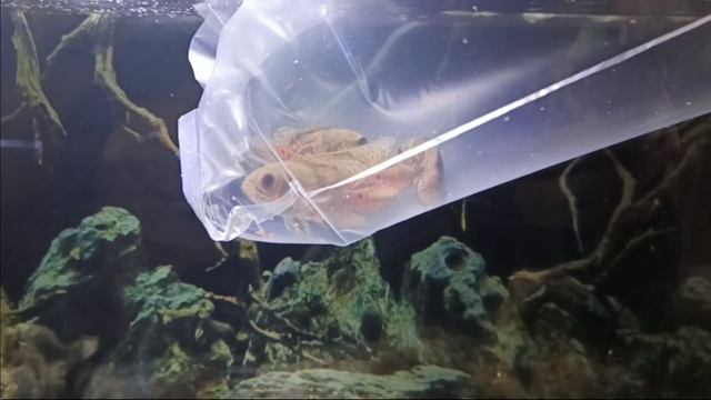 Добавил обиателй Астрнотусы