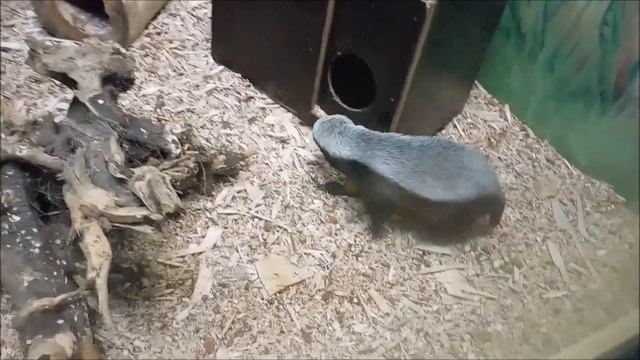 Медоеды переехали с улицы в павильон 08.10.2025 смотреть онлайн