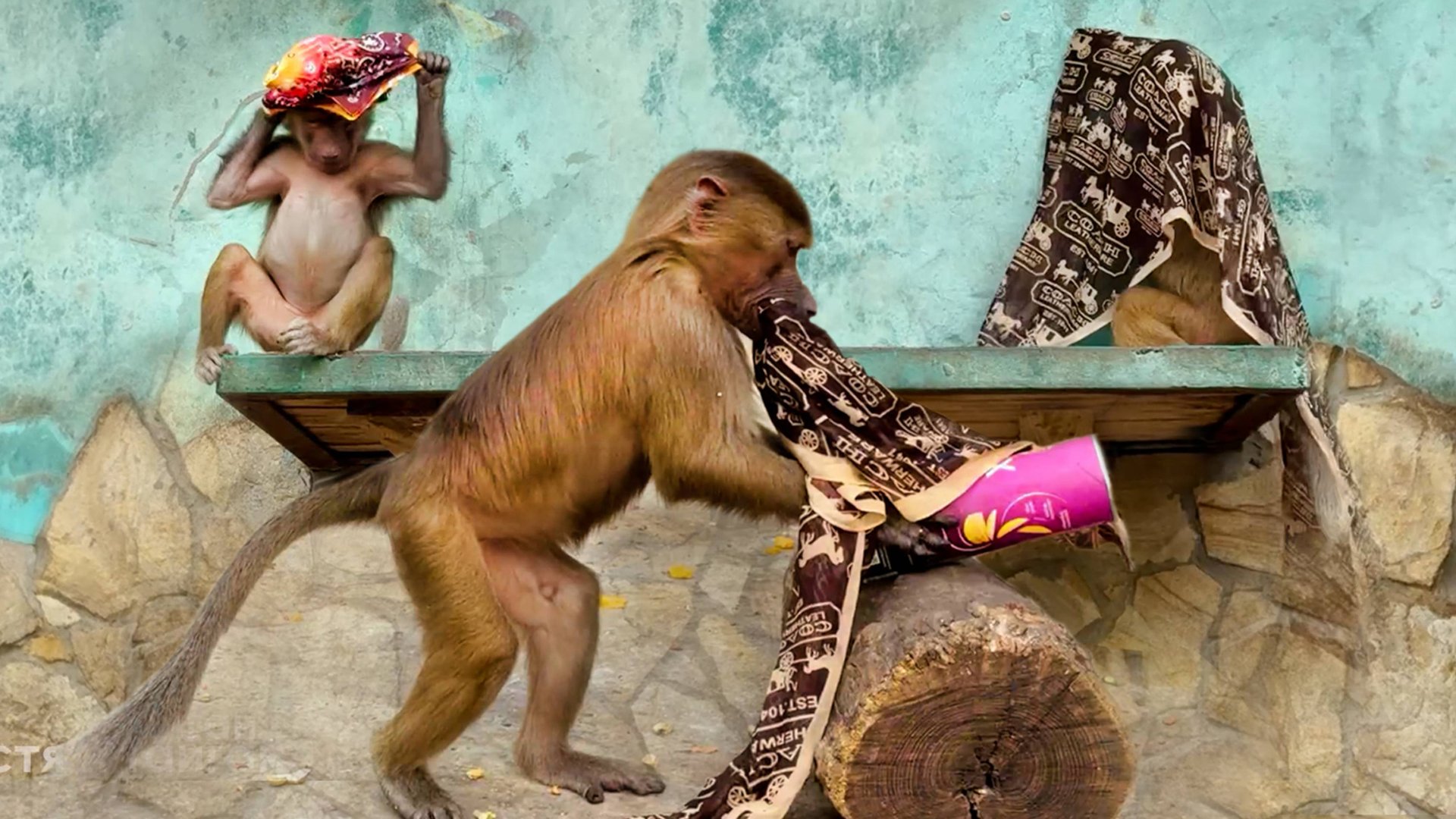 Степа как ФОКУСНИК - Мане платок, Тосе платок! Сидят девчонки в сторонке, но Степе надо все ЗАБРАТЬ! смотреть онлайн