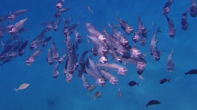 потоки скумбрий 2