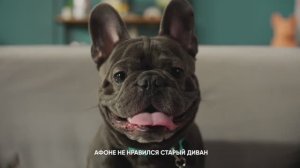 Афоня и диван | Аскона: 35 лет ждет вас дома