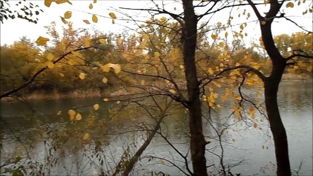 Утром в лесу.октябрь.2025 г.