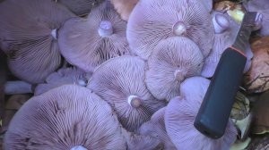 В лес по грибы с компасом! МОЖНО ЛИ ДОВЕРЯТЬ КОМПАСУ!?