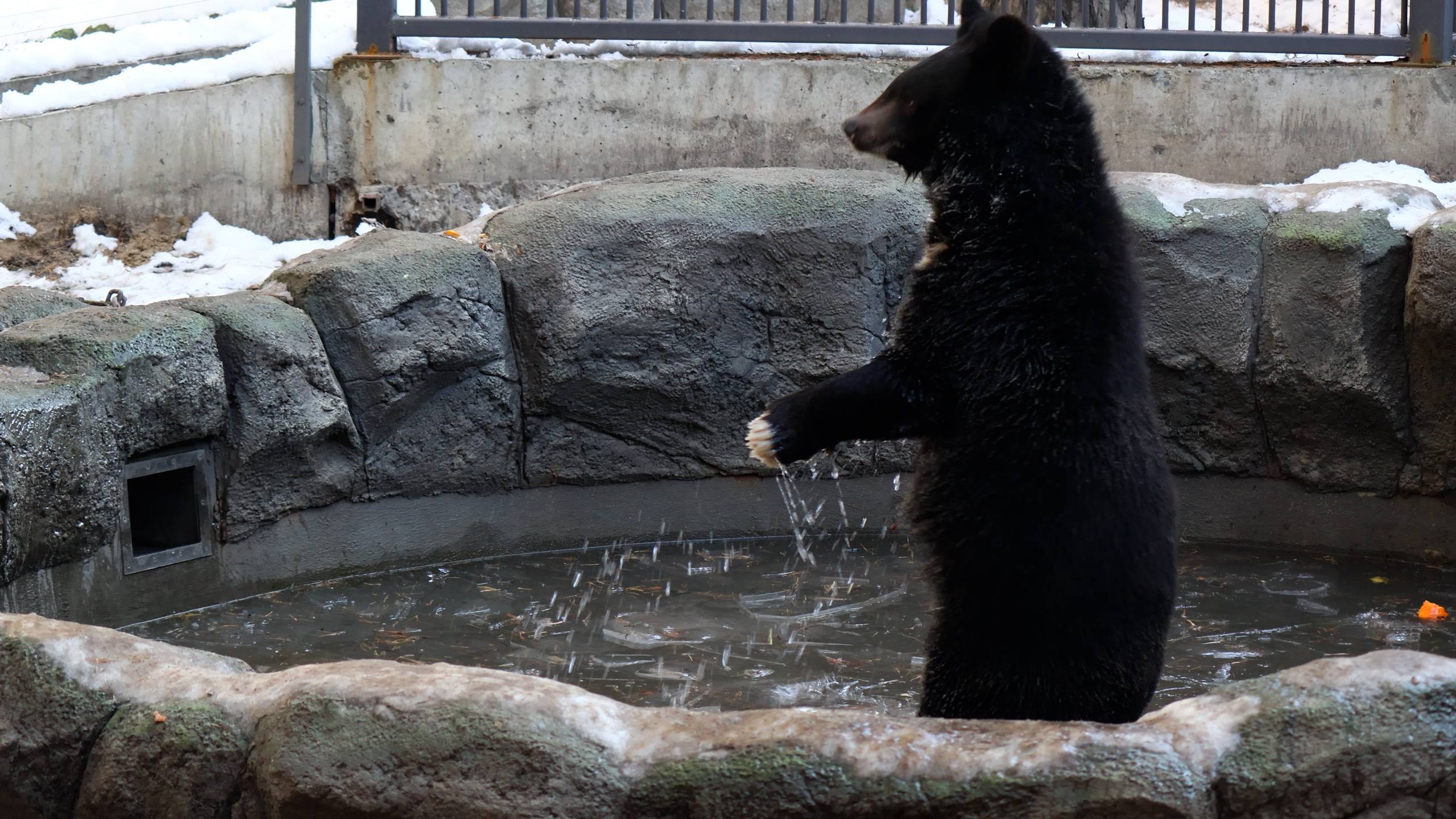 Уссурийские медвежата. Фима и Дуся принимают ледяные ванны смотреть онлайн