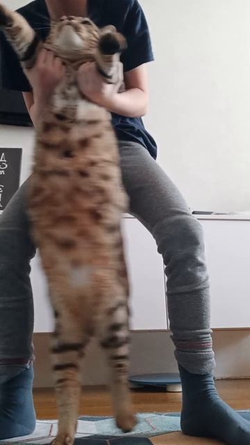 кот смотреть онлайн