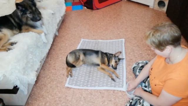 укладка на бочок, закармливание