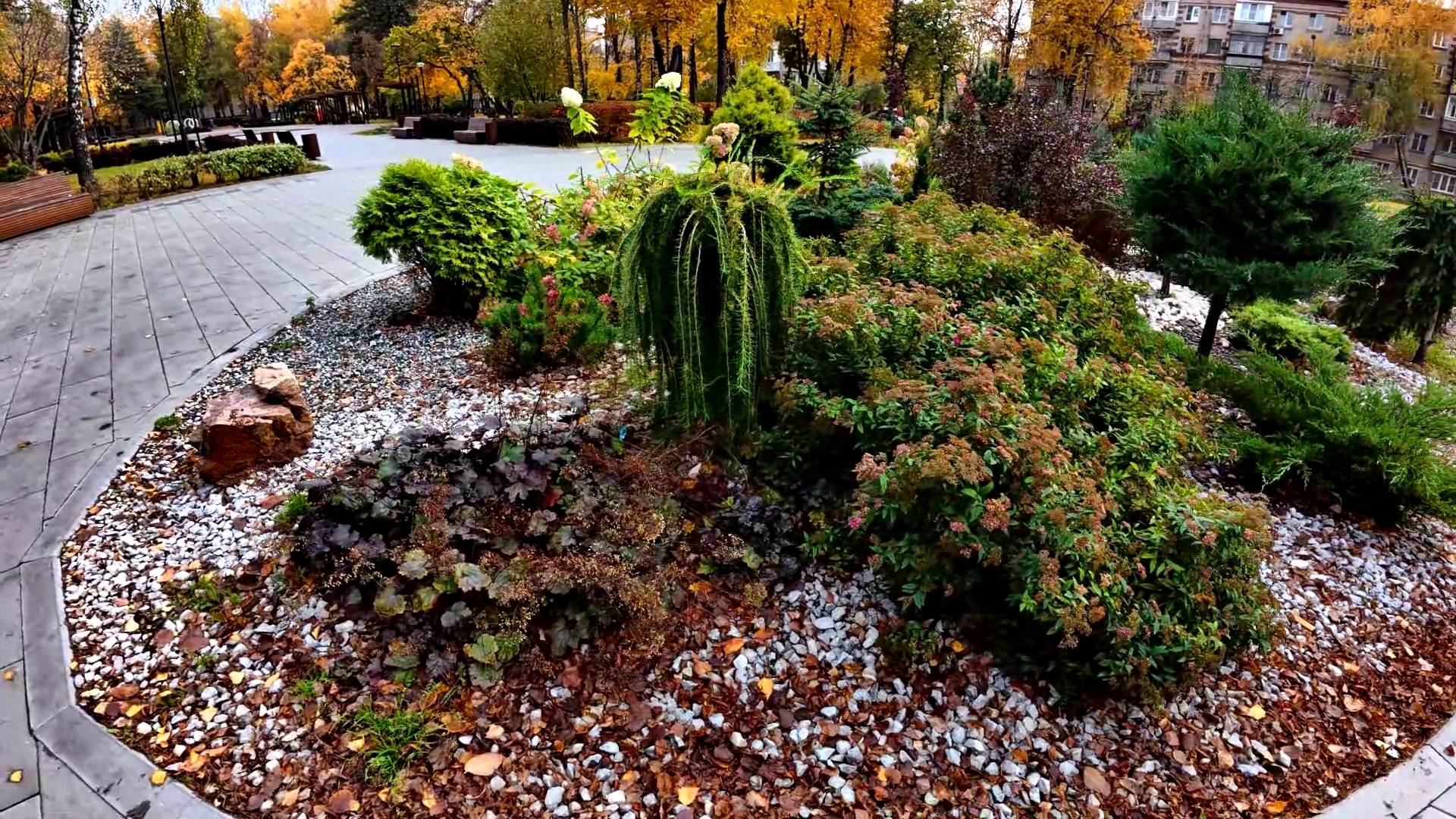 Ландшафтный дизайн клумбы в сквере. ГОРТЕНЗИИ ОТЦВЕТАЮТ. смотреть онлайн