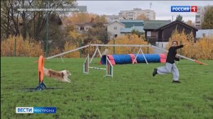 В Костроме открыли площадку для дрессировки собак за 3 миллиона рублей