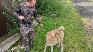 Вязка Западно-Сибирской лайки