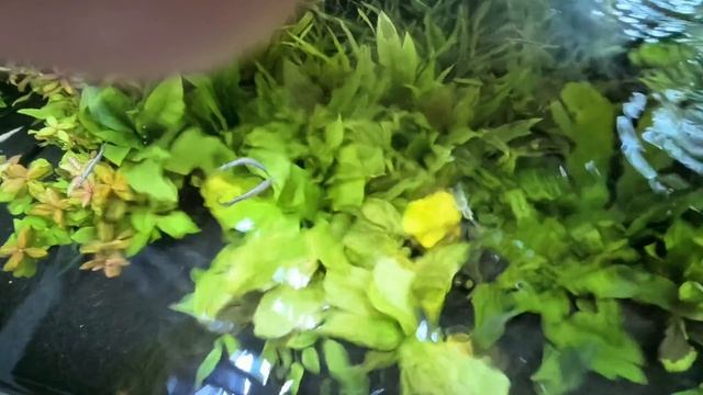 Дермогенисы выясняют отношения смотреть онлайн