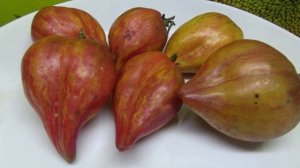 Очередное испытание на ЛЕЖКОСТЬ. Проверим томат Сладкая Карамель Софии.