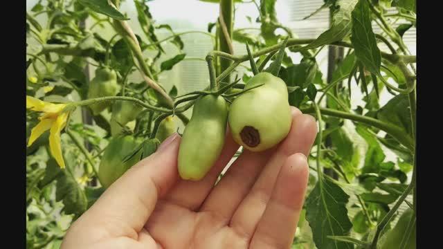 Лечим ВЕРШИННУЮ ГНИЛЬ томатов без кальциевой селитры. Часть 1.