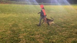 Малинуа Джанико Панишер 10 мес. Мондьоринг 1