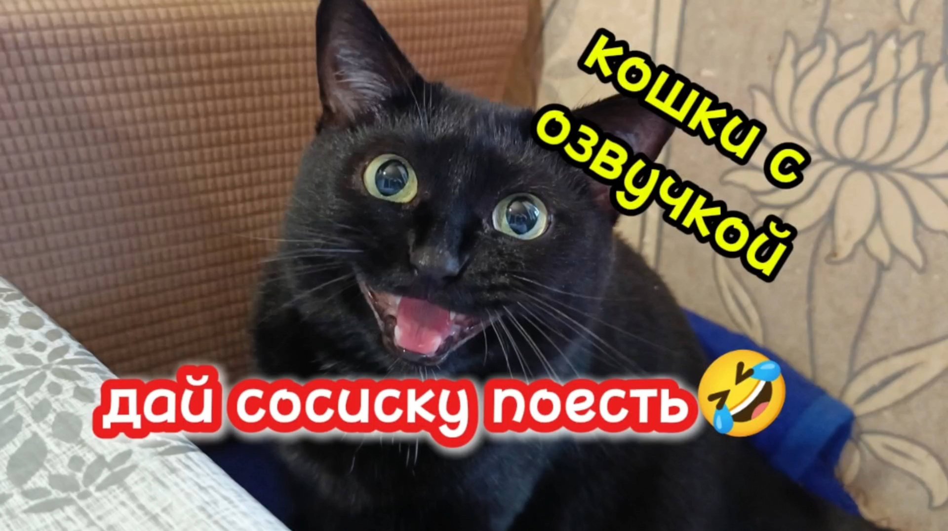 Кошки с озвучкой. смотреть онлайн