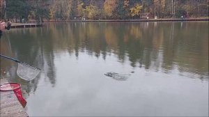 Поимки форели на актив и пассив. Клёвое место, Лосиный остров, нижний водоём.