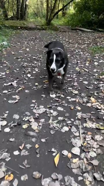 Место нахождение и контакты: Москва, приют «Красная сосна»
Источник публикации: 89150869289 Татьяна