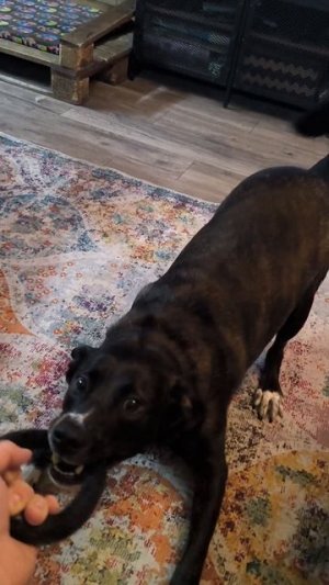 На один Дик на этой неделе в нашем доме стало побольше