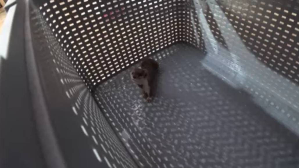 У меня новый питомец смотреть онлайн