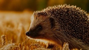 День пьяного ёжика