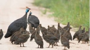 Правильный уход и разведение цесарок