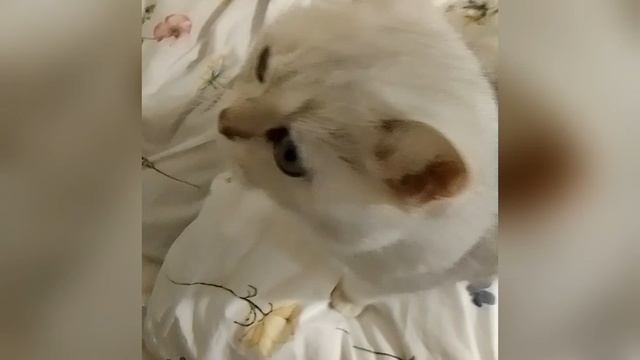 это моя Кошка