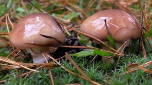 МОЛОДЫЕ ГРИБЫ ВНОВЬ ПОШЛИ! ВОТ ВАМ И КОНЕЦ ОКТЯБРЯ!