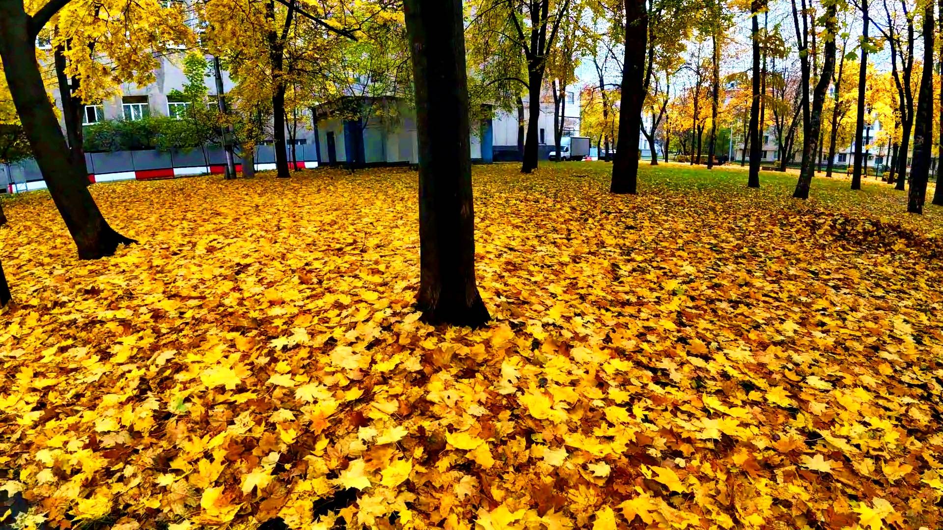 Ковер из желтых листьев смотреть онлайн