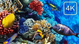 Удивительный подводный мир. Красочное расслабление. Спокойная музыка для медитации