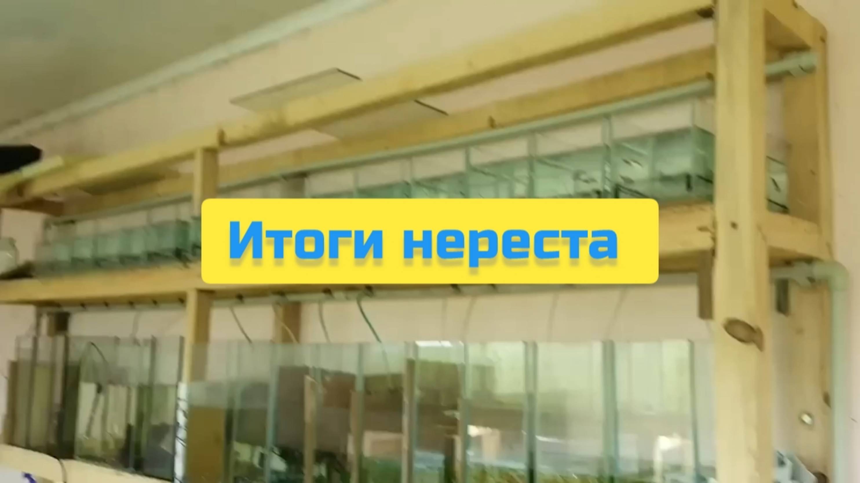 ИТОГИ НЕРЕСТА смотреть онлайн