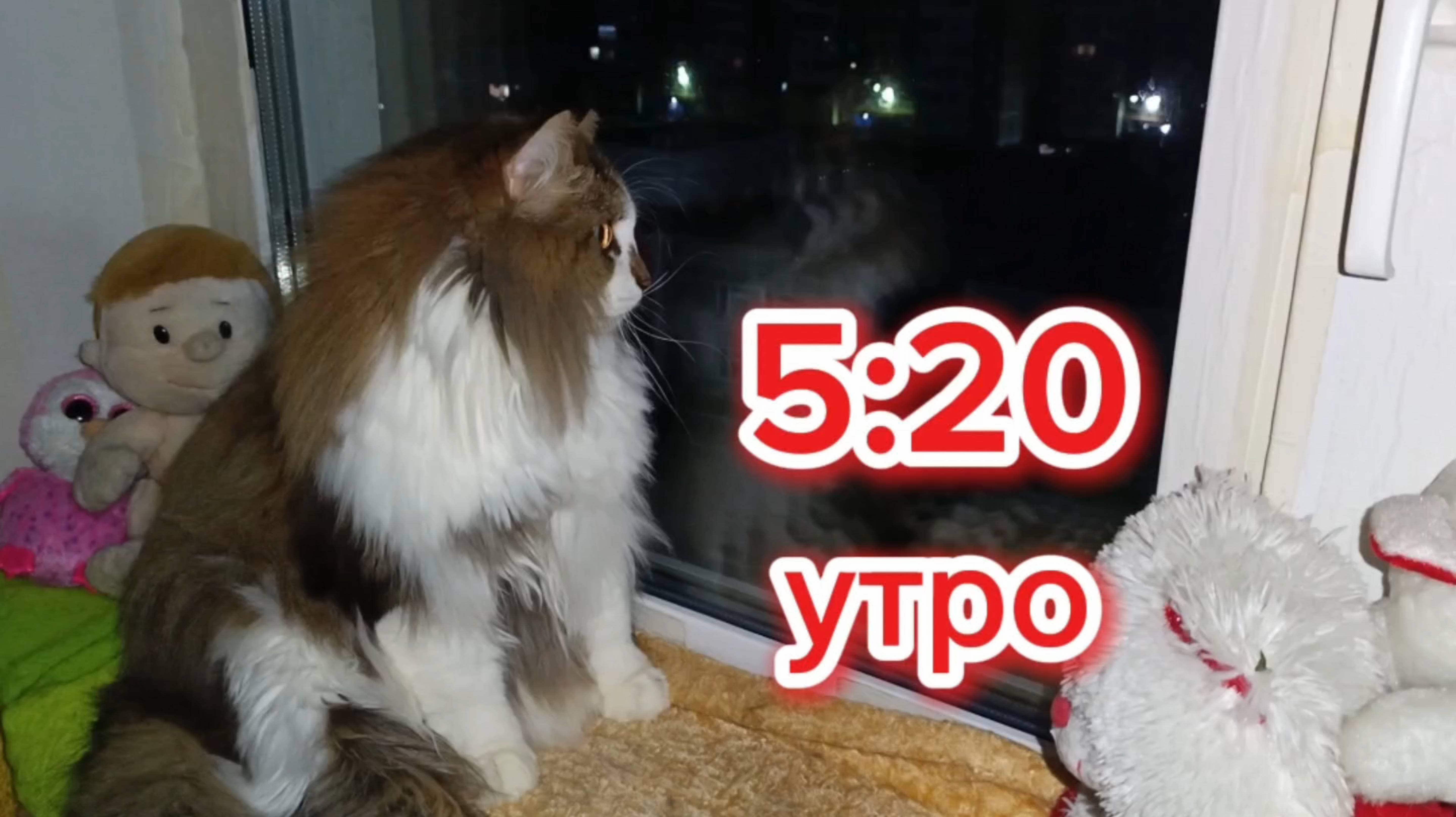 Кошки с озвучкой. смотреть онлайн