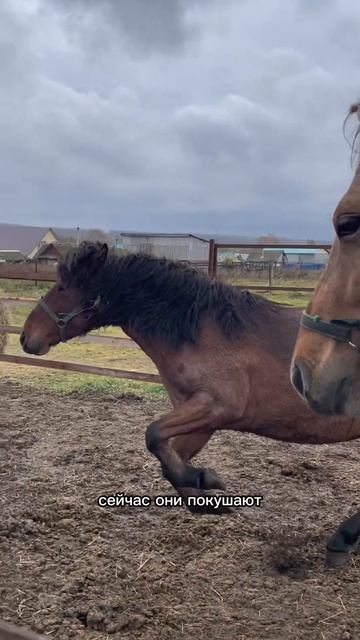 Лошади в деревне