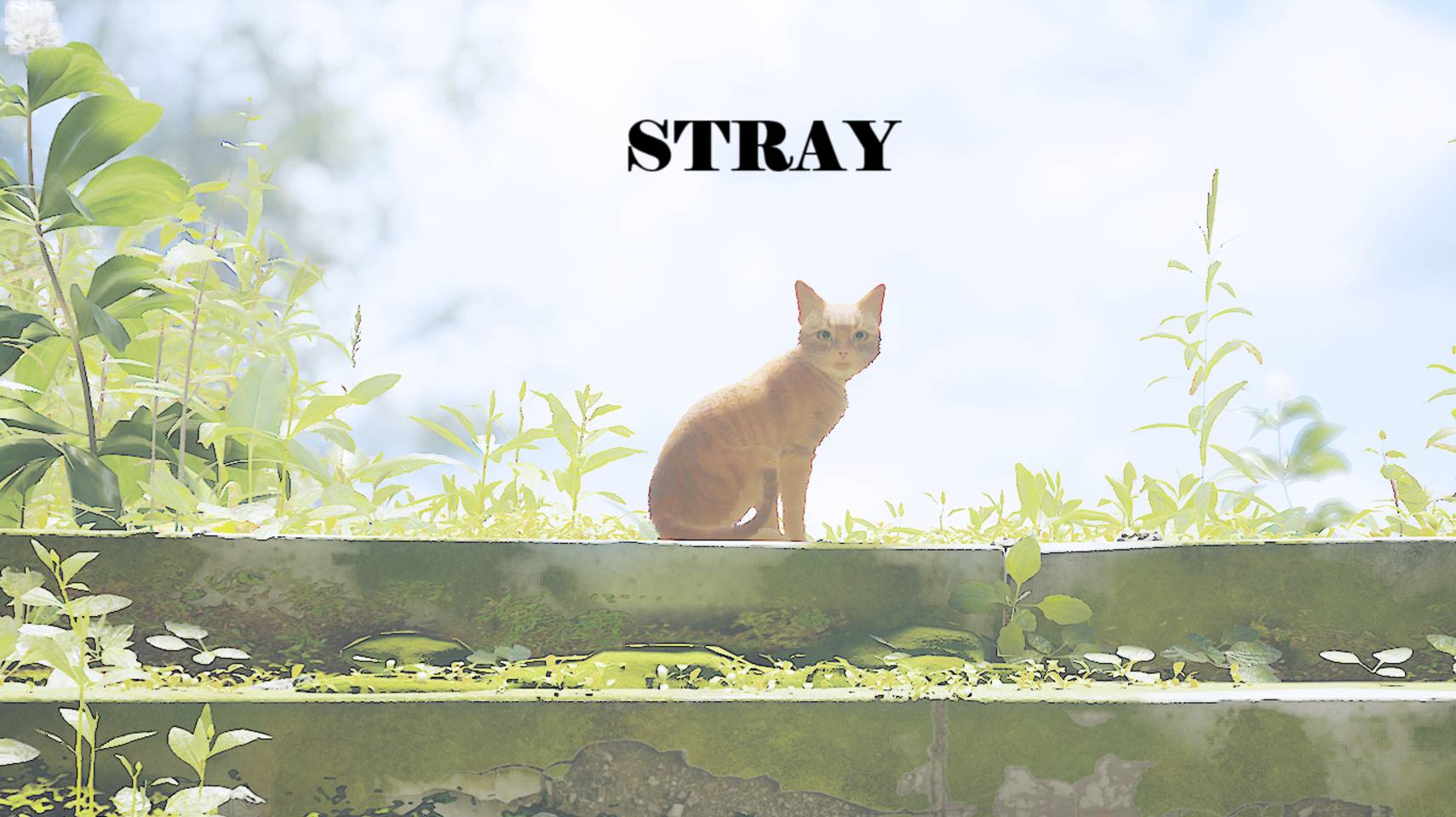 STRAY: PART 4 смотреть онлайн