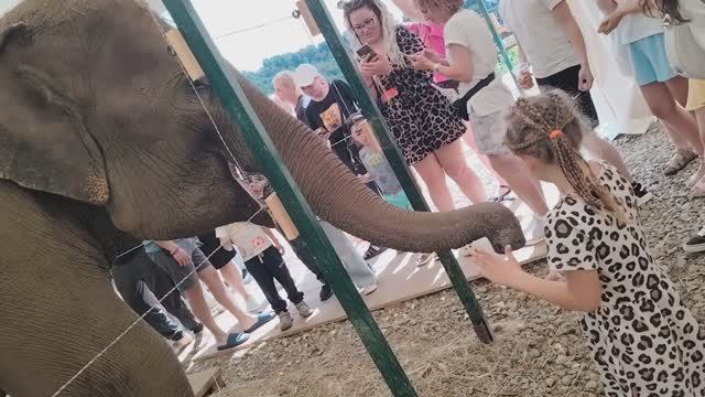 Поездка Софы в Парк слонов в Сочи 2025 год смотреть онлайн