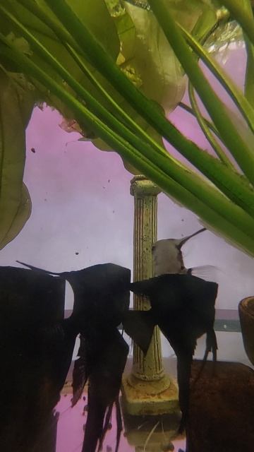 "Дайте поучаствовать". Подготовка скалярий к нересту. смотреть онлайн