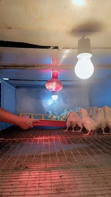 ТГК: Семья на Хуторе