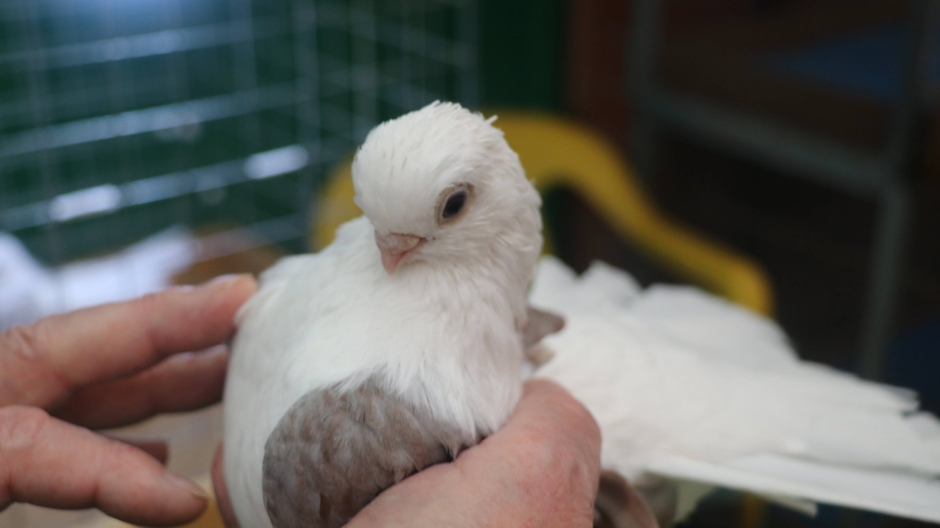 Уникальные породы голубей Олега Валентиновича Семёнова из Краснодара. смотреть онлайн