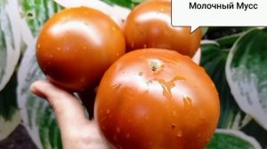 Гномы моей коллекции..,.. Они все разные, но шикарны....