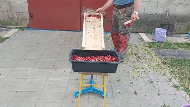 Очистка клюквы от мусора.