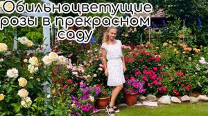 Обильноцветущие розы в прекрасном саду