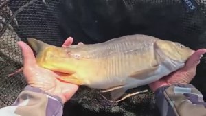 Рыбалка на флэт фидер, осенью 2025 тут жор сазана.