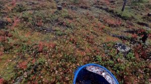 ДЕНЬГИ ИЗ ЛЕСА. ТАЁЖНЫЙ ПРОМЫСЕЛ НА СЕВЕРЕ. СБОР ДИКОРОСОВ НА ПРОДАЖУ. СОБИРАЕМ БРУСНИКУ.