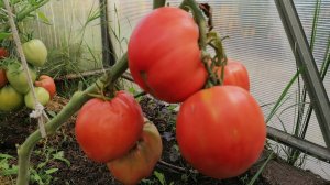 Крупноплодный, вкусный и урожайный томат, не требует особого ухода, редко болеет.