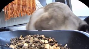 Заботливая кошка приносит свою любимую игрушку к корму, чтобы она тоже покушала